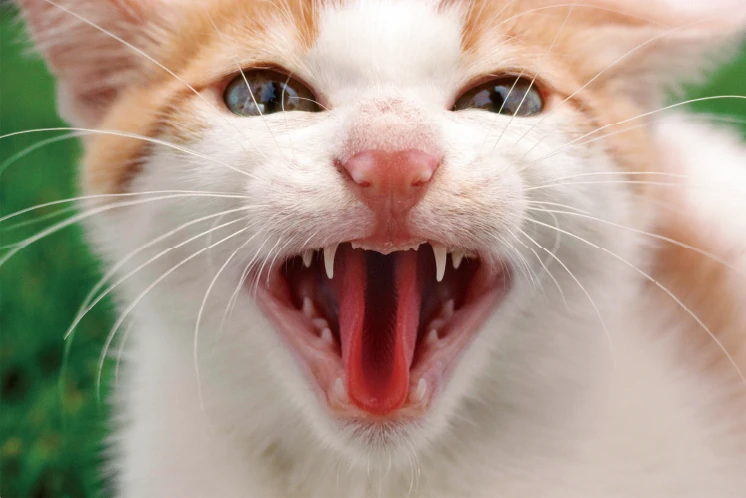 画像：牙をむき出して威嚇する猫のアップ