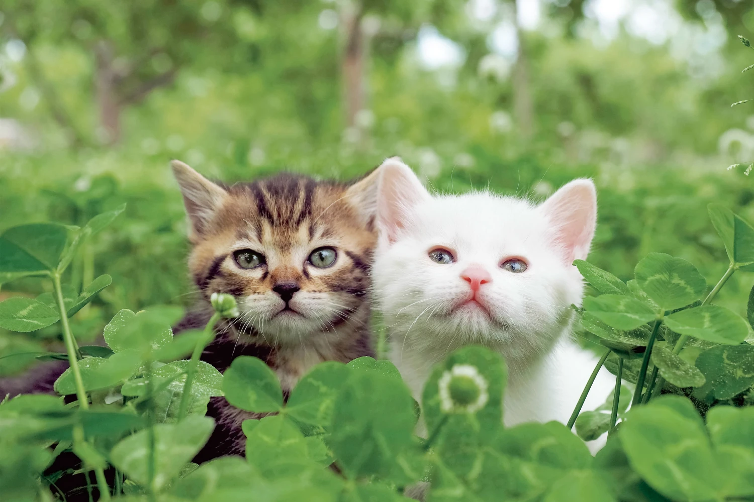画像：クローバーの中に佇む二匹の仔猫