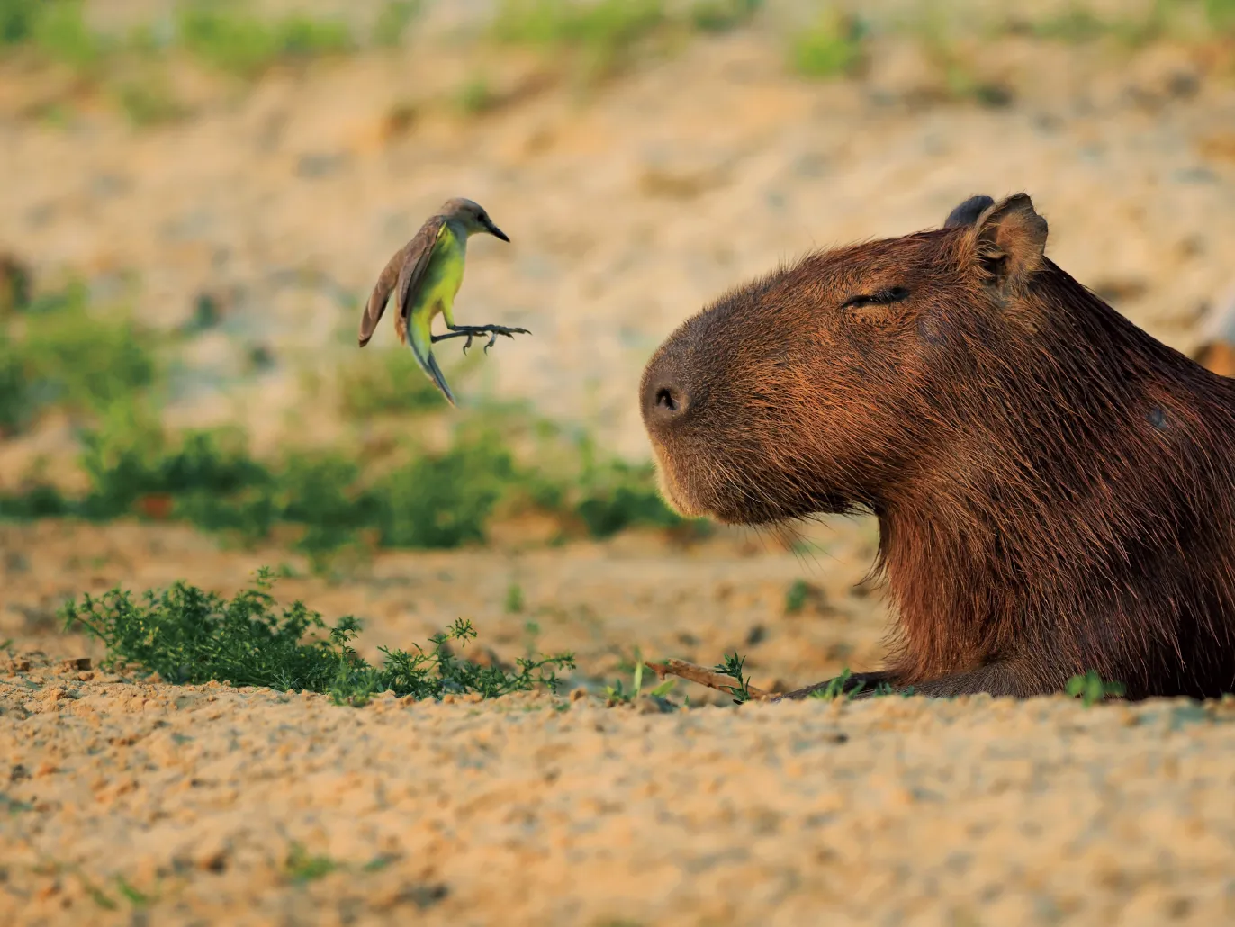 画像：ぼんやりするカピバラの目の前で羽ばたくウシタイランチョウ