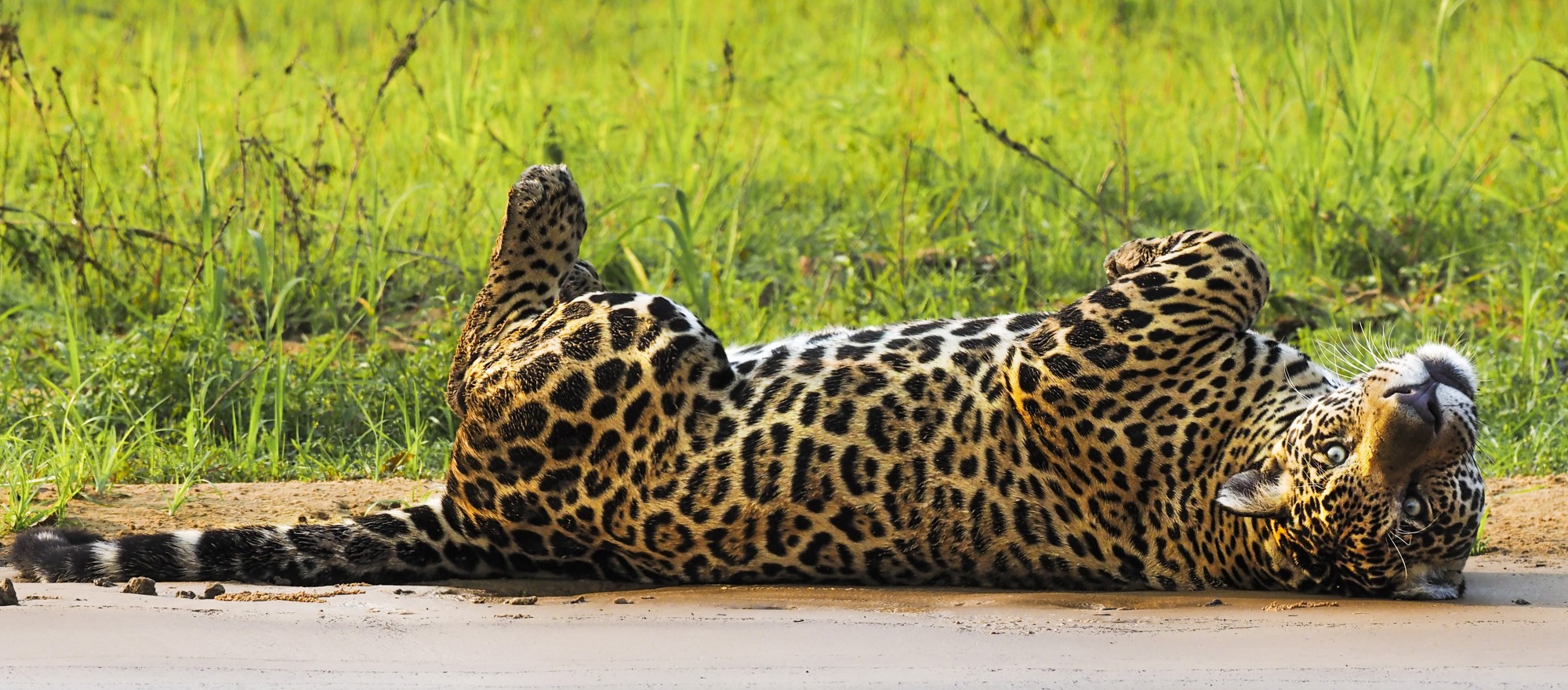 画像：岩合光昭 写真展 PANTANAL